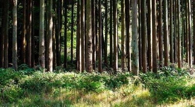 Zmiana klimatu wpłynie na polskie lasy. Prof. Zych wskazuje możliwe konsekwencje