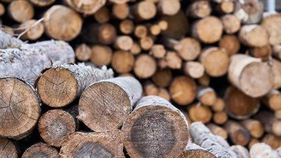 Wzmożony eksport drewna? Lasy Państwowe studzą medialną gorączkę