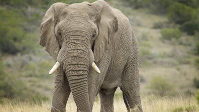 Tragedia na safari w Zambii. Słoń przeprowadził szarżę na ludzi, nie żyje turystka