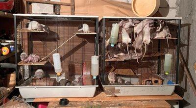 Kilkadziesiąt szczurów w piwnicy na Targówku. Właścicielka nie poradziła sobie z hodowlą