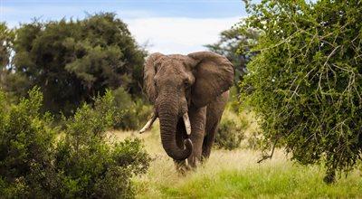 Botswana: polowania na słonie przynoszą zyski. Wpływy do budżetu sięgnęły ponad 2,5 mln dolarów