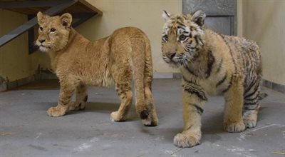 Zoo w Poznaniu pomogło około 200 zwierzętom z Ukrainy