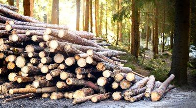 Lasy Państwowe zwiększyły sprzedaż drewna opałowego. Którzy klienci mają pierwszeństwo?
