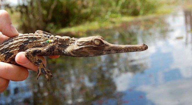 Polka i krokodyle w indonezyjskiej dżungli