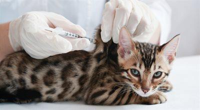 Obowiązkowe szczepienia kotów. Rozporządzenie obowiązuje w trzech województwach 