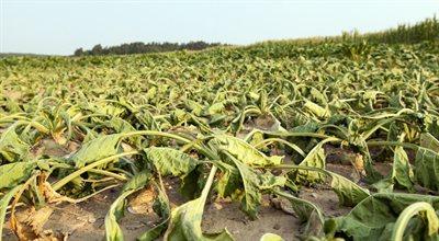 Szacowanie strat wywołanych suszą. Minister Telus o szczegółach pomocy dla rolników