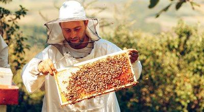 Nasze przyjaciółki pszczoły. Jak zostać ich hodowcą?