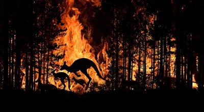 Pożary w Australii. WWF: zginęły lub ucierpiały trzy miliardy zwierząt