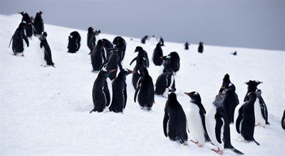 Groźny wirus zdziesiątkował populację pingwinów na Antarktydzie? Naukowcy mają teorię