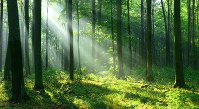Karty Mocy Lasu “Leśne Medytacje" - jak poczuć las?