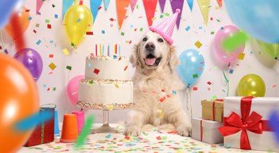 Impreza urodzinowa dla psa – normalny przejaw więzi czy spora przesada?