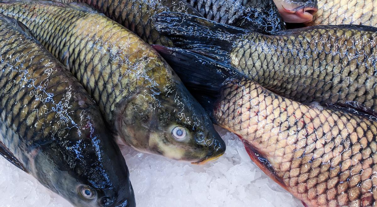 Czy zakazać sprzedaży żywych ryb?