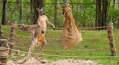 Młode kangury na ratunek naszej planecie