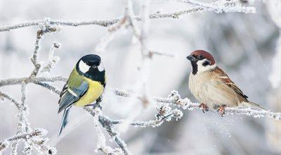 Dokarmianie ptaków zimą. Jak robić to mądrze?