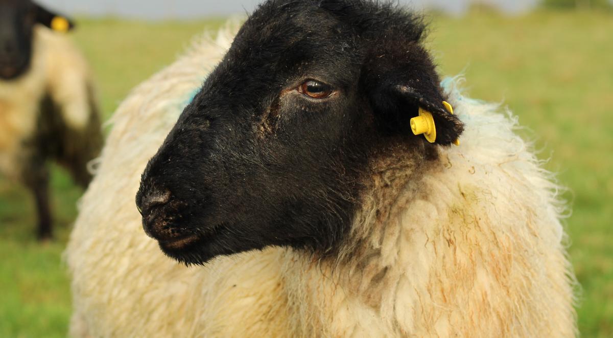Owce – ekologiczne kosiarki pałacowych trawników