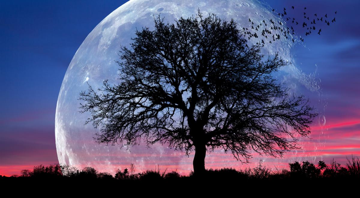 Drewno księżycowe – cudowny materiał czy kosmiczny przekręt?