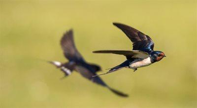 Wiosenne migracje ptaków – mogą pomóc w walce ze stresem