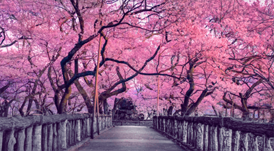Hanami - japońskie święto kwitnących wiśni