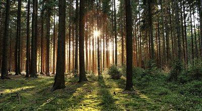 Kto powinien sprawować kontrolę nad polskimi lasami? Nowy sondaż nie pozostawia wątpliwości