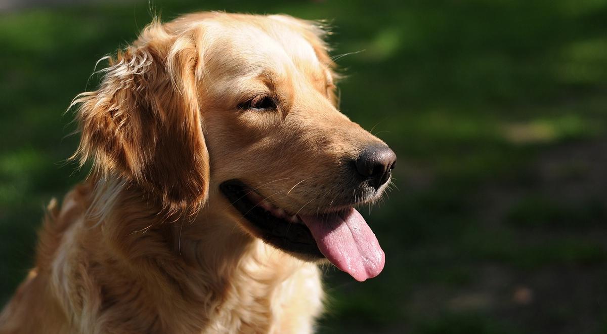 Dlaczego psy wystawiają język i głośno oddychają?