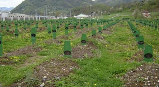 Odpowiedzialność za masakrę w Srebrenicy ponosi ONZ