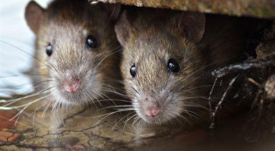 Co warto wiedzieć o szczurach? Ciekawostki prosto ze świata gryzoni