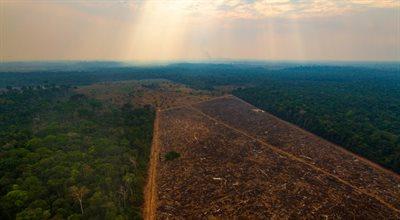 Wylesianie w brazylijskiej Amazonii największe od 12 lat. Ekolodzy biją na alarm