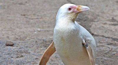 Kokosanka - królowa pingwinów, która mieszka w Polsce