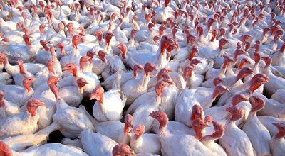 Padło 25 tys. ptaków. W woj. lubelskim wykryto ognisko ptasiej grypy