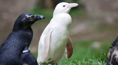 Kokosanka walczy o tytuł "Pingwina roku". Zwierzę z polskiego zoo podbija świat