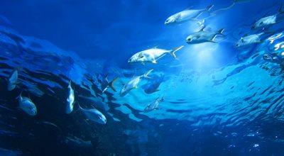 Zwierzęta zamieszkujące morza i oceany. Jak je chronić?