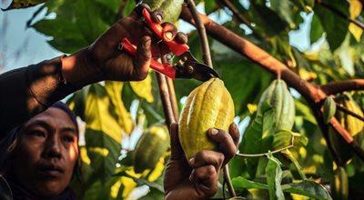 Ceny kakao biją historyczne rekordy. Słodycze będą coraz droższe