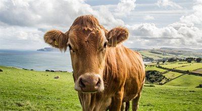 Irlandzcy rolnicy mogą zostać zmuszeni do uboju bydła. Powodem cele klimatyczne UE