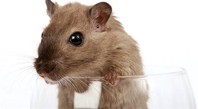 Naukowcy odmłodzili myszy