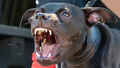 Rasy psów uznawane za agresywne coraz popularniejsze. Jak uniknąć tragedii? Rozmawialiśmy z behawiorystą