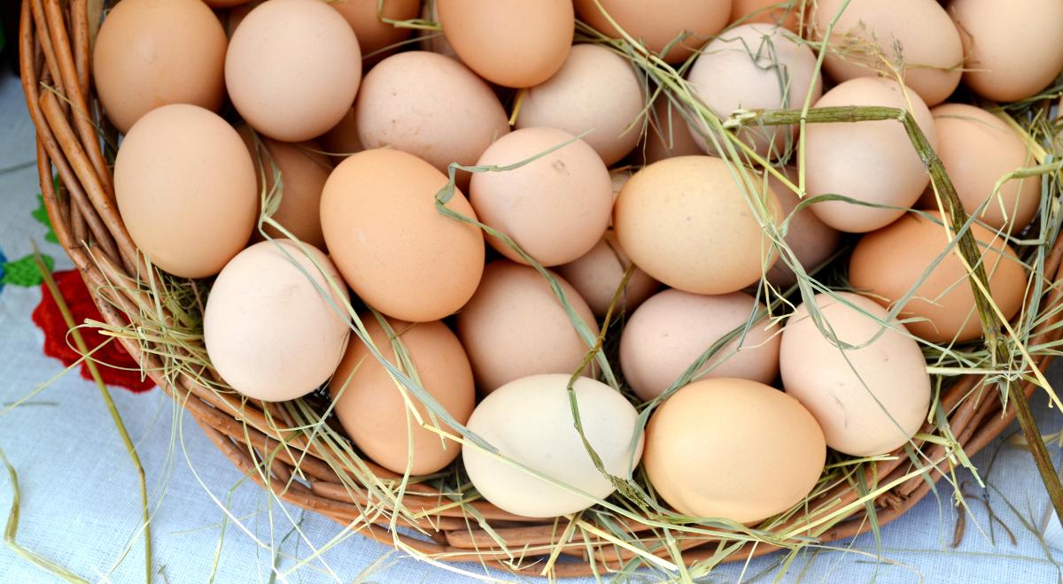 Czy kura jedząca dużo trawy będzie mieć zielone jajka?