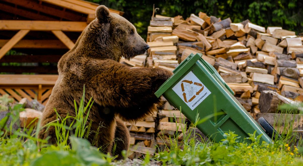 Niedźwiedzie szukają pożywienia w… centrum Zakopanego. Tatrzański Park Narodowy apeluje do turystów