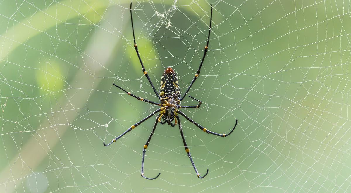 Dlaczego pająk nie przykleja się do sieci?