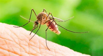 Do czego służy komarom nasza krew?