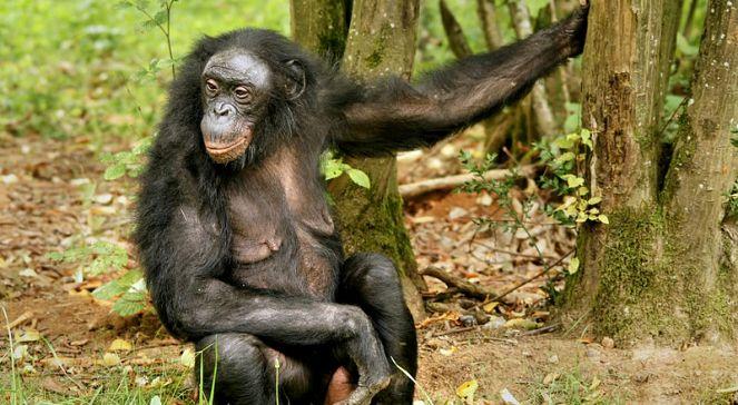 Najbardziej ludzka małpa bonobo jest opętana seksem