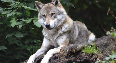 Anna Maziuk: stereotyp złego wilka tkwi w naszej podświadomości