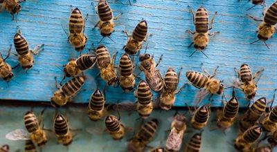 Pszczoły już pracują. Czy ciepły luty im nie zaszkodzi?