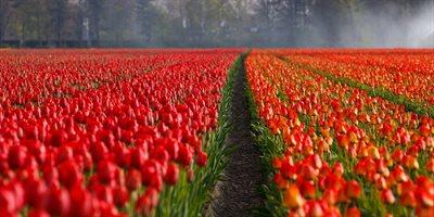 Z Turcji do Holandii. Jak tulipan trafił do Europy?