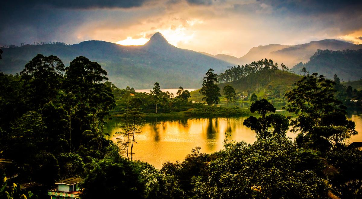 Tajemnice pól herbacianych na Sri Lance
