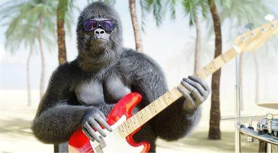 Dziś Dzień Małpy. Ślady naszych krewniaków w muzyce popularnej