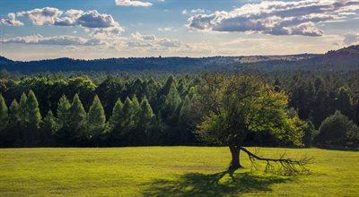 Co stanie się z polskimi drzewami za kilkadziesiąt lat?