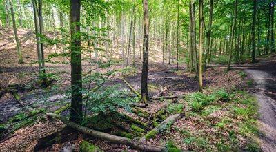 Finlandia w sporze z UE o lasy. Helsinki chcą same decydować o ich ochronie