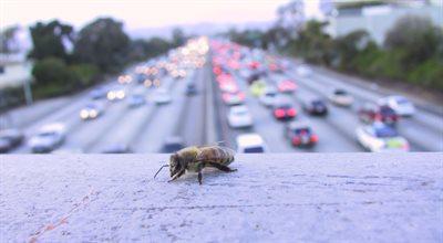 Pszczoły w miejskiej dżungli. Jak urbanizacja wpływa na społeczność owadów?