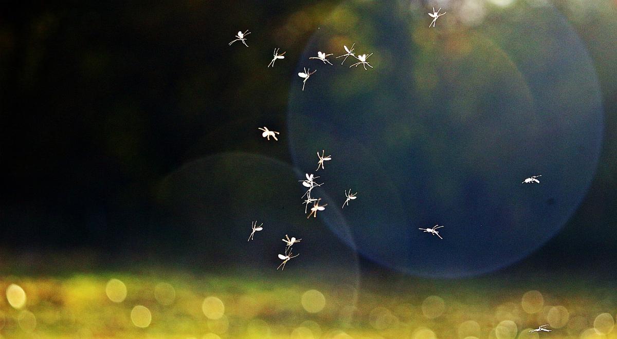 Pełen tajemnic i zagrożeń świat owadów