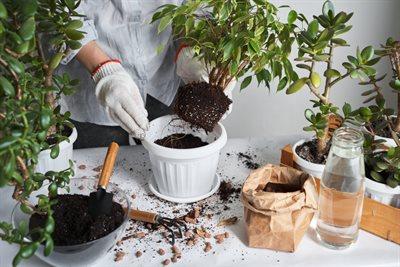 Ekologicznie i tanio, czyli domowe sposoby na kompost do roślin i kwiatów doniczkowych